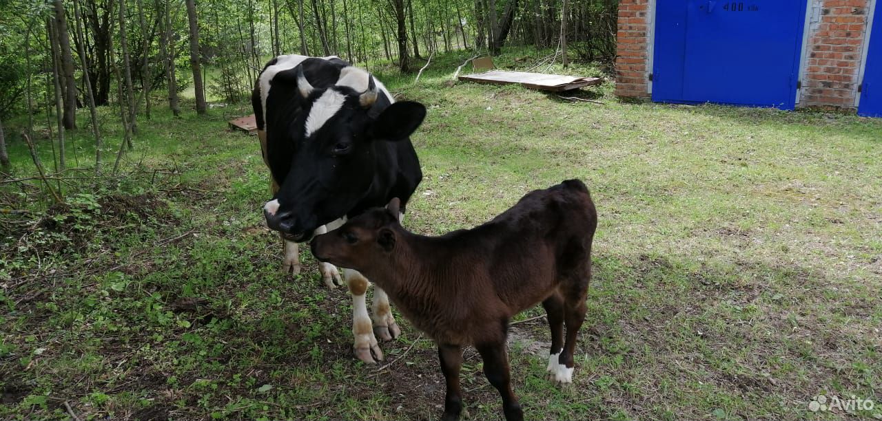 Продаются коровы, теленок купить на Зозу.ру - фотография № 2