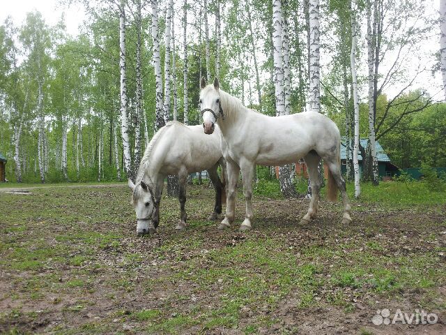 Продаются лошади породы Орловская рысистая купить на Зозу.ру - фотография № 3
