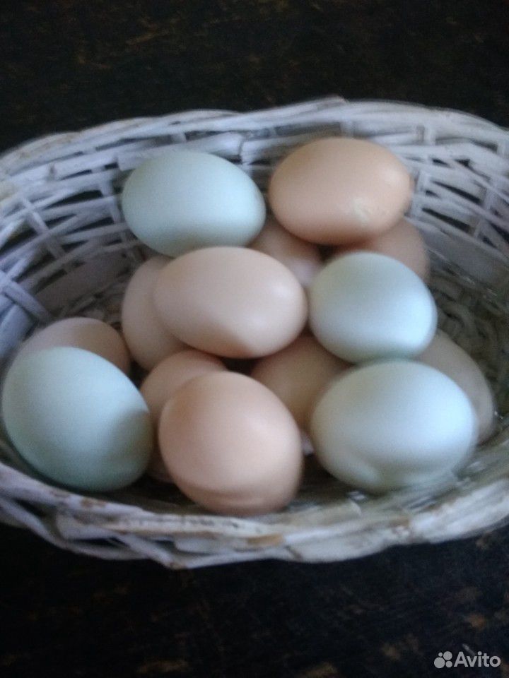 Породистые петушки и инкубационное яйцо купить на Зозу.ру - фотография № 9