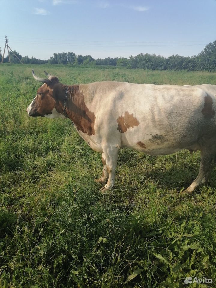 Авито самарская корова. Корова ПМР. Тамбовская корова. Коровы в Приднестровье. Продается корова в ПМР.