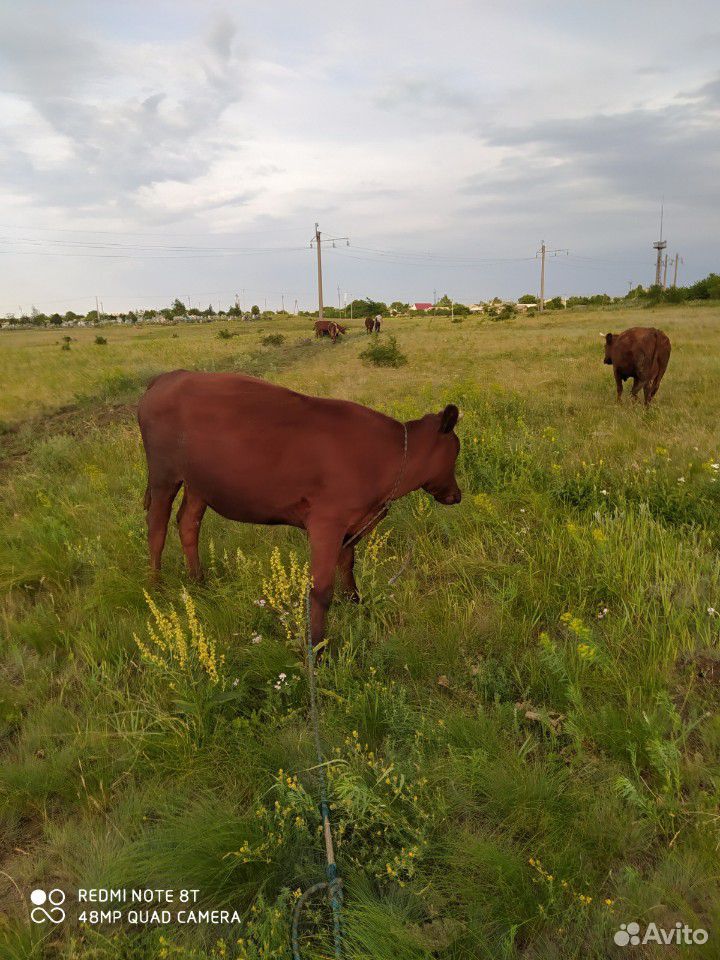 5 коров и 1 бык. 4 из коров дают молоко Бык отличн купить на Зозу.ру - фотография № 5