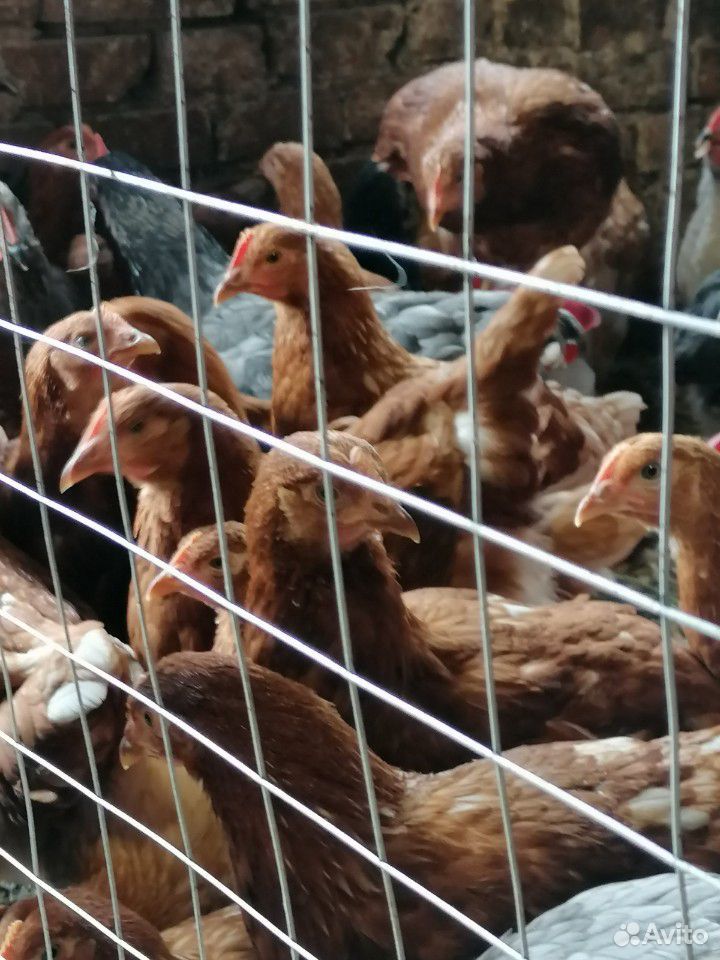 Гусята цыплята купить на Зозу.ру - фотография № 6