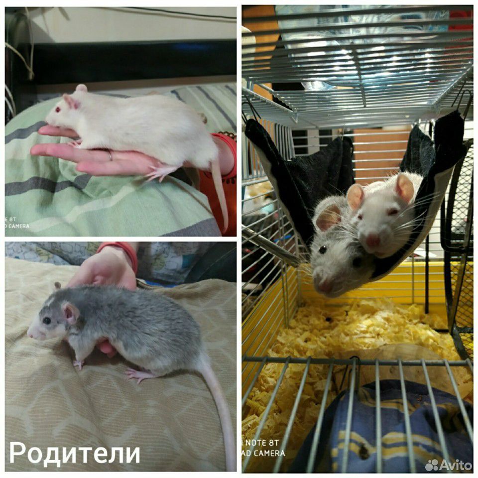 Крысята декоративные купить на Зозу.ру - фотография № 5