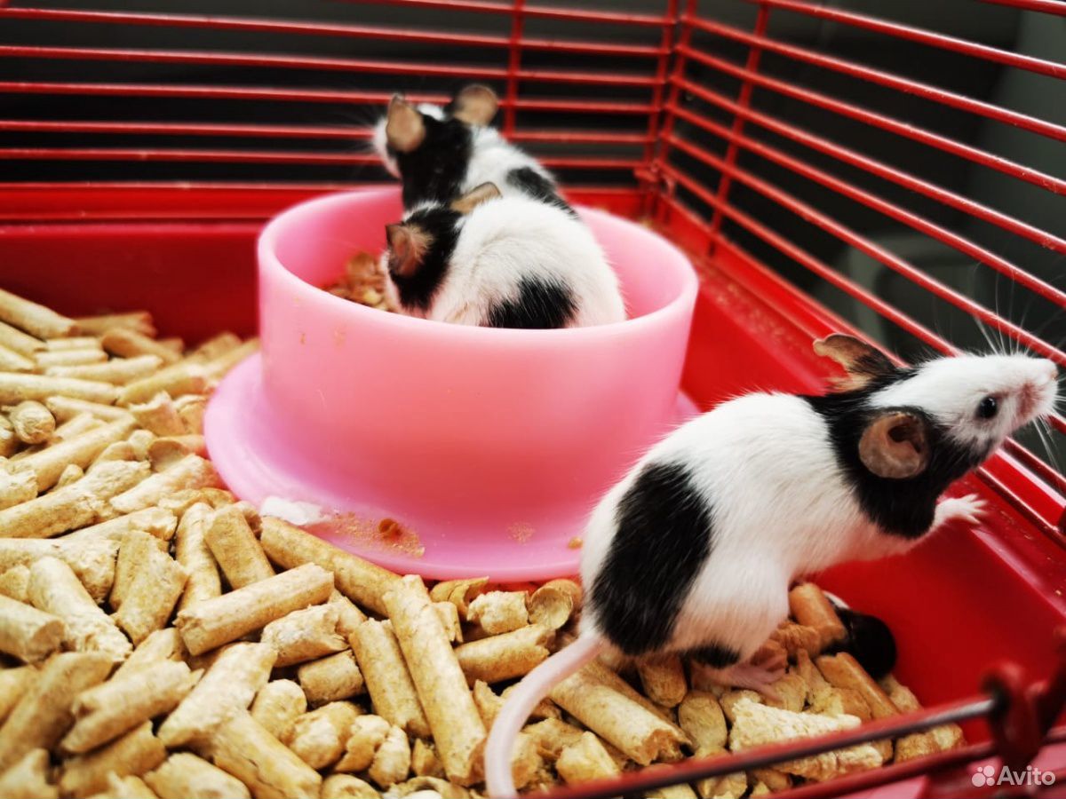 Японские мышки купить на Зозу.ру - фотография № 5