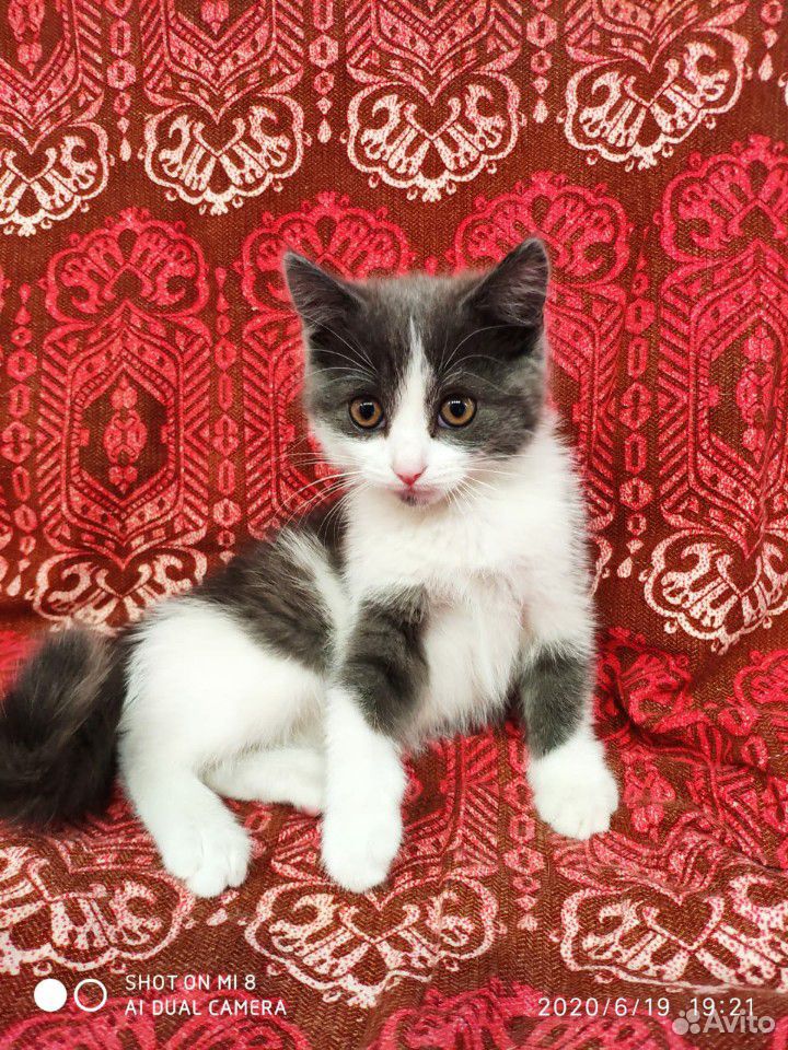 Ласковые котята 3 месяца, бесплатно с доставкой купить на Зозу.ру - фотография № 1