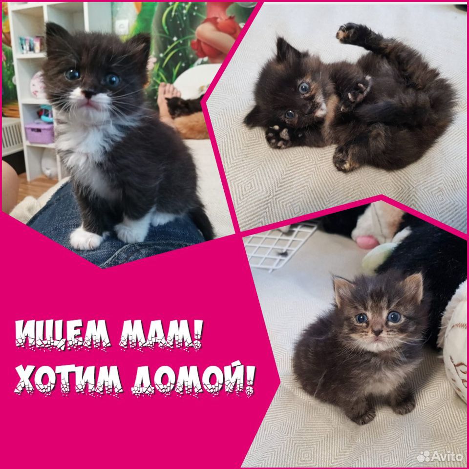 Котята в самые лучшие семьи купить на Зозу.ру - фотография № 1