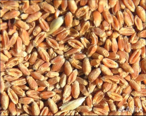 Пшеница 1 кг купить на Зозу.ру - фотография № 2