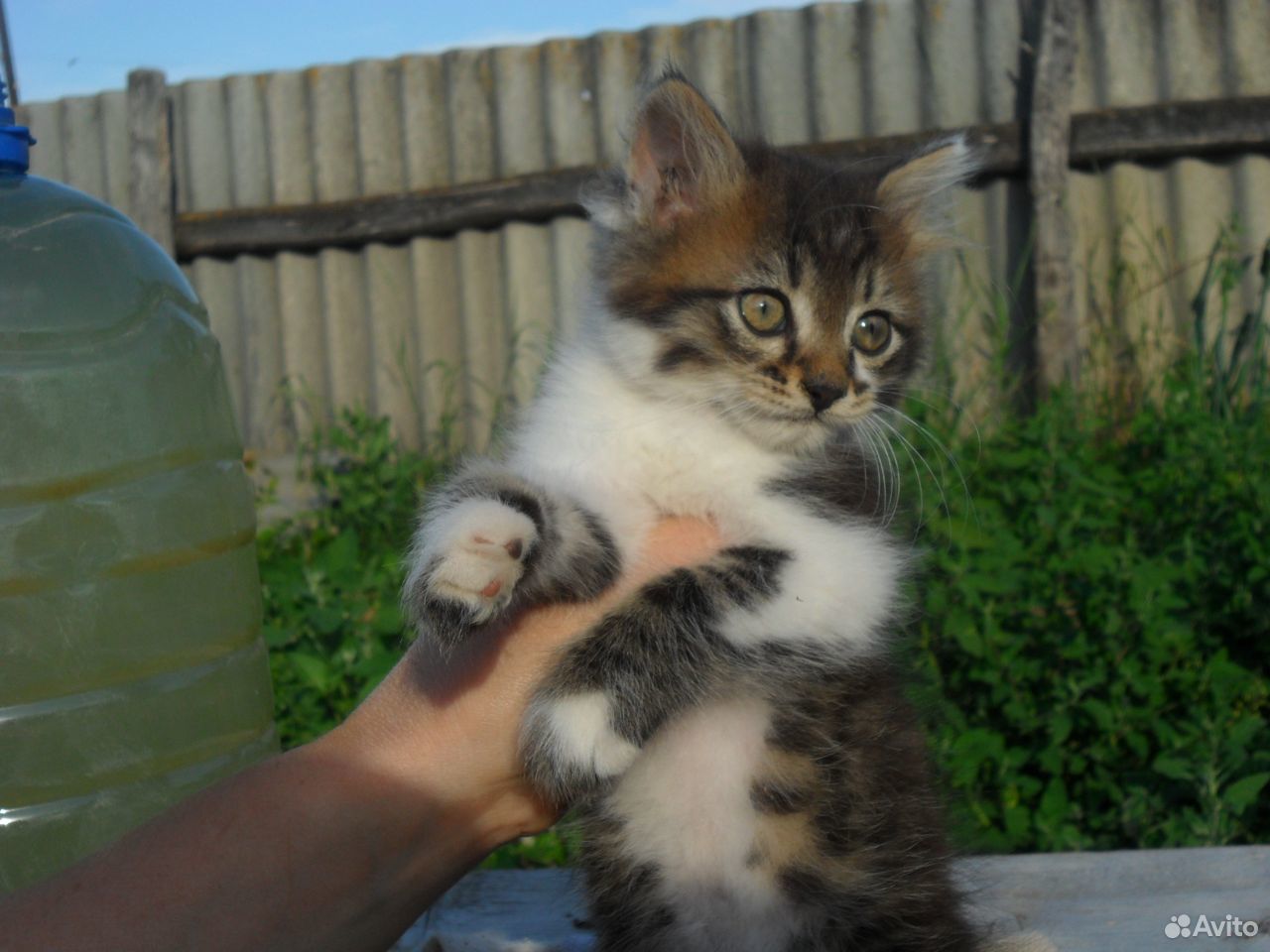 Котёнок Котик в добрые руки купить на Зозу.ру - фотография № 3