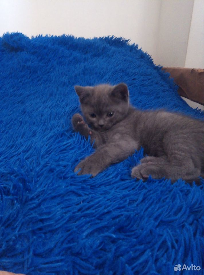 Шотландские - голубые котята купить на Зозу.ру - фотография № 1