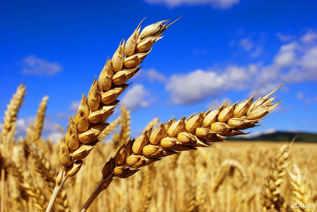 Ячмень, пшеница купить на Зозу.ру - фотография № 4