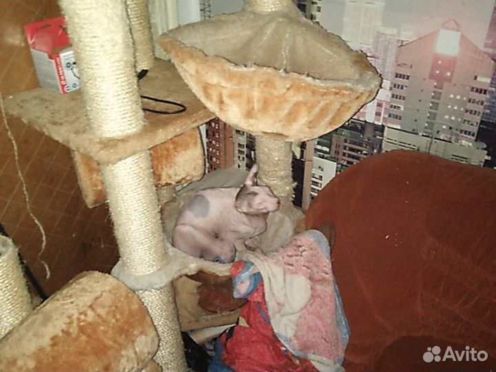 Кот сфинкс кострированный, чуть больше года, когте купить на Зозу.ру - фотография № 1