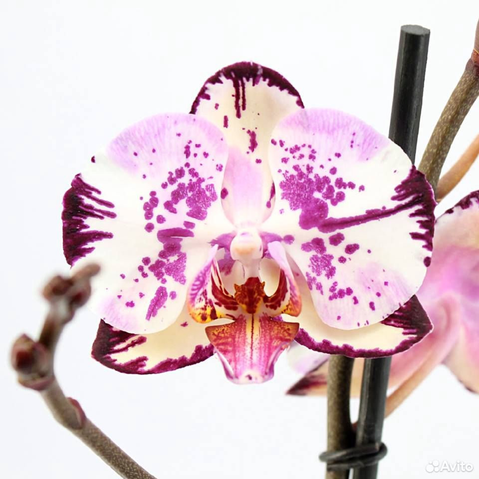 Орхидея бернадетта фото и описание