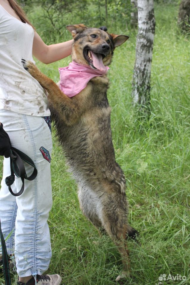 Позитивная собака в добрые руки купить на Зозу.ру - фотография № 8
