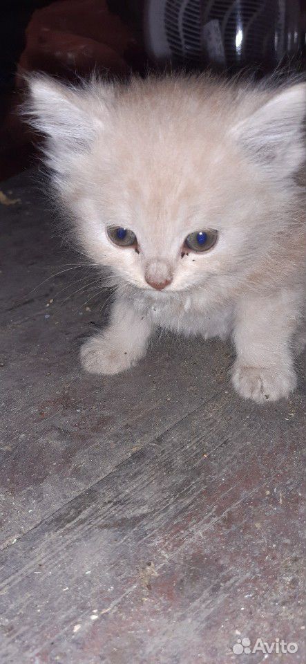 Отдам котят. рыжий мальчик,белый с рыжими ушами и купить на Зозу.ру - фотография № 8