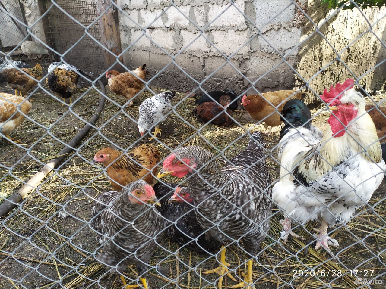 Цыплята 1,5 мес от домашних кур несушек купить на Зозу.ру - фотография № 2