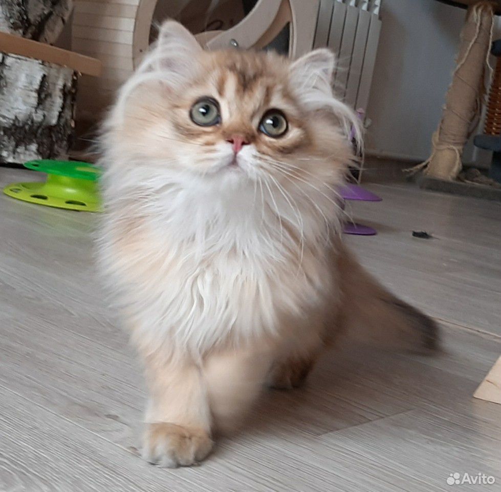 Шиншилловые британские котята купить на Зозу.ру - фотография № 2
