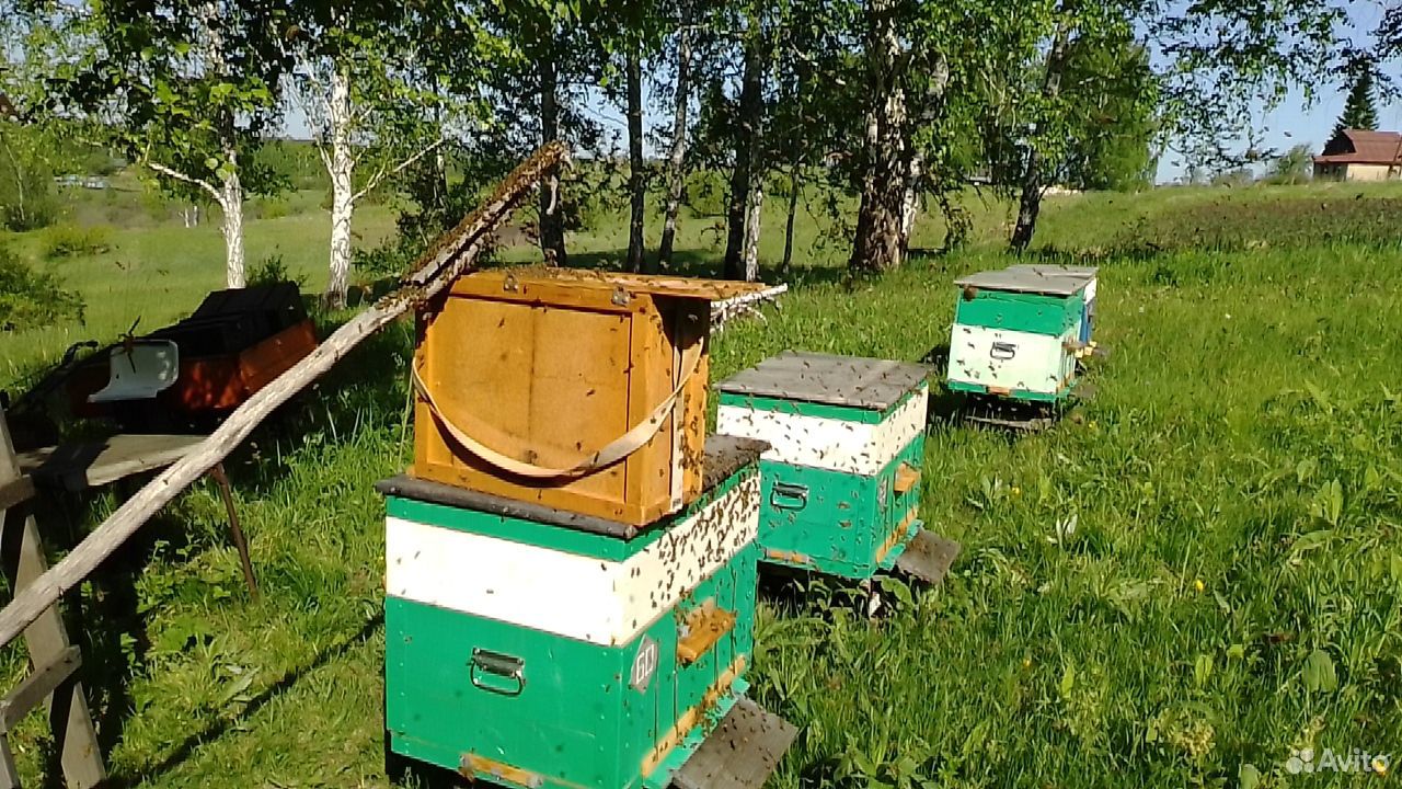 Карпатские чистопородные пчелосемьи купить на Зозу.ру - фотография № 1
