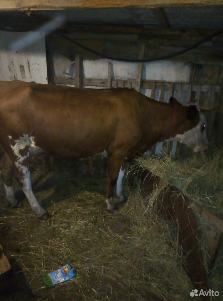 Тёлка и корова купить на Зозу.ру - фотография № 6