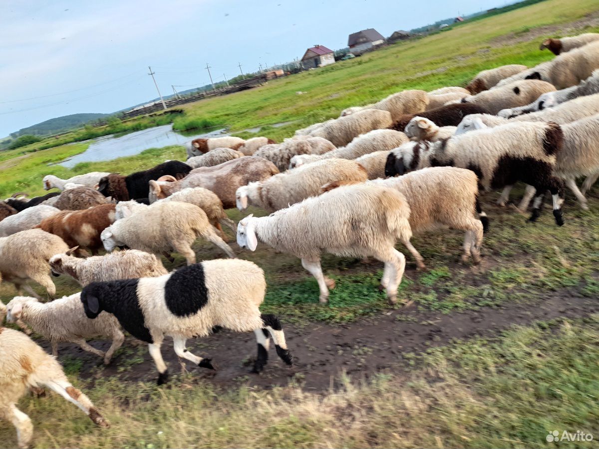 Продам овец курдючные купить на Зозу.ру - фотография № 1