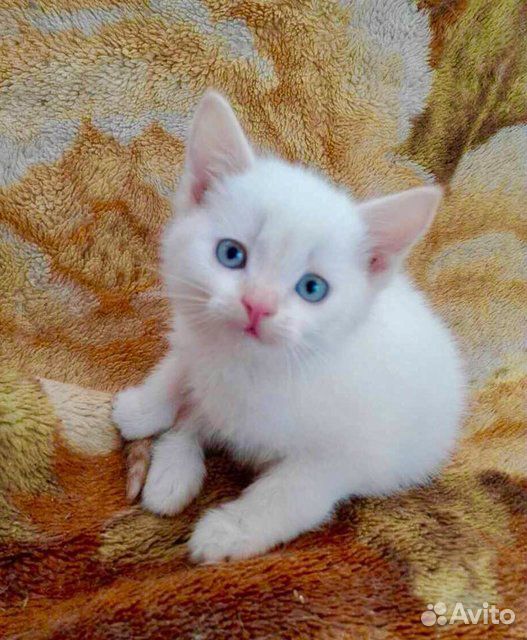 Белый котёнок купить на Зозу.ру - фотография № 2