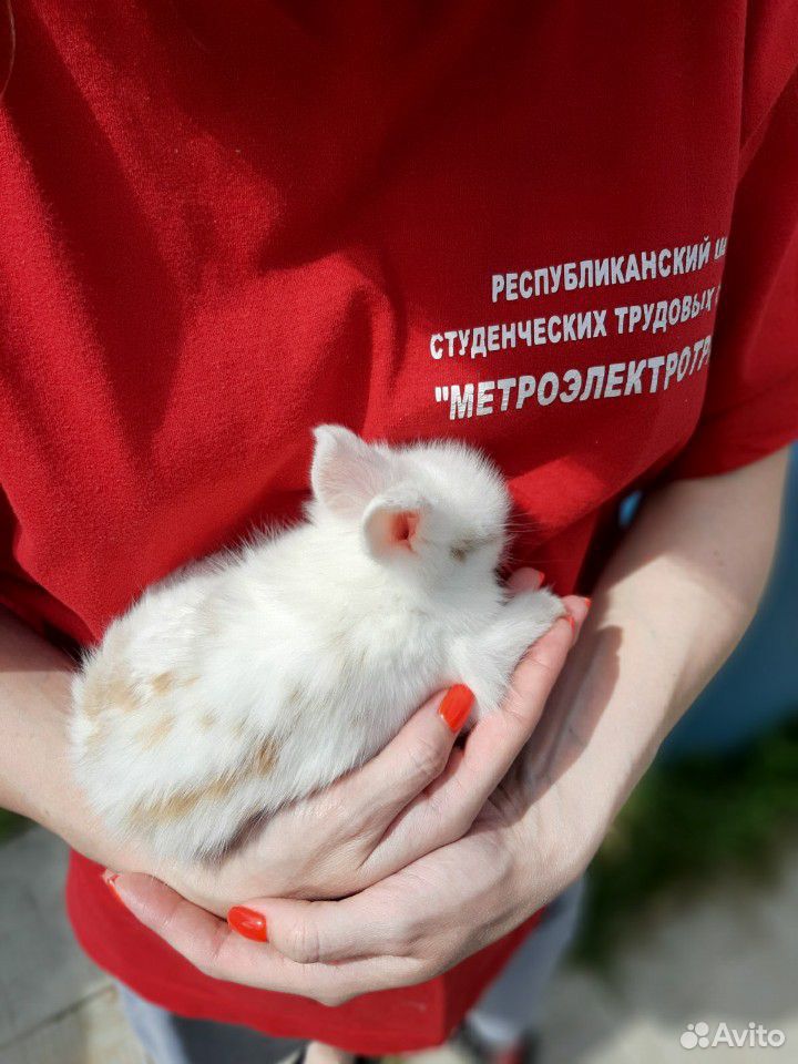 Карликовые,вислоухие Кролики купить на Зозу.ру - фотография № 7