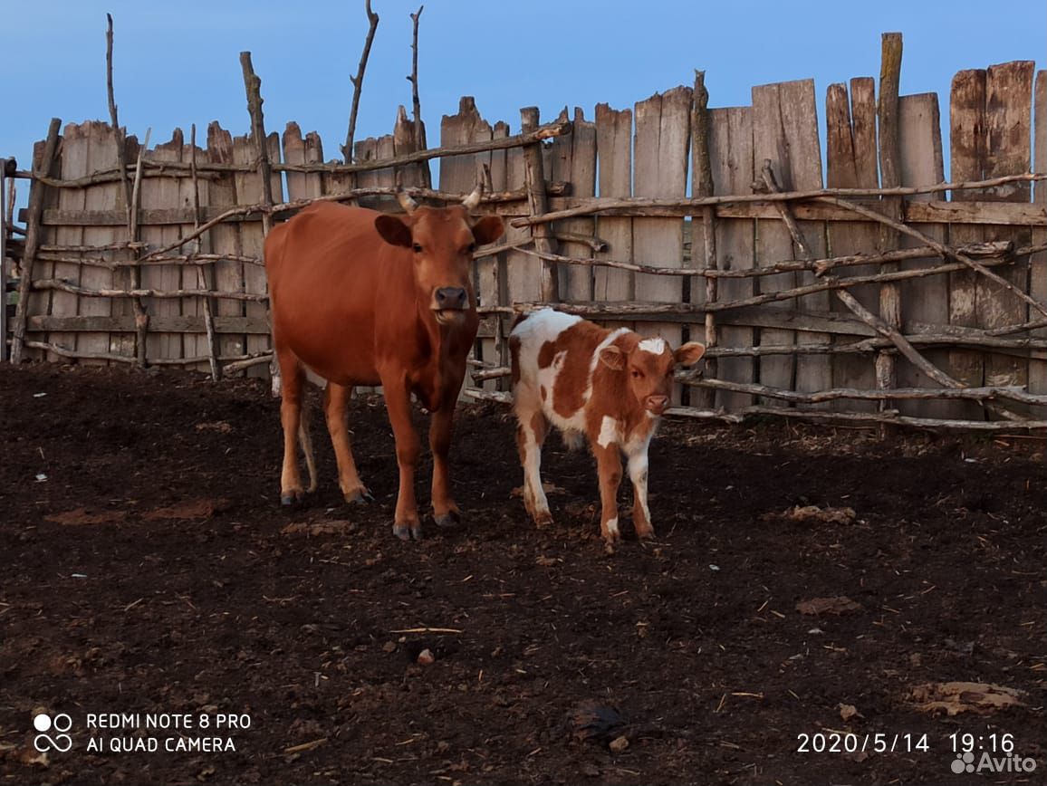 Коровы, телки купить на Зозу.ру - фотография № 5