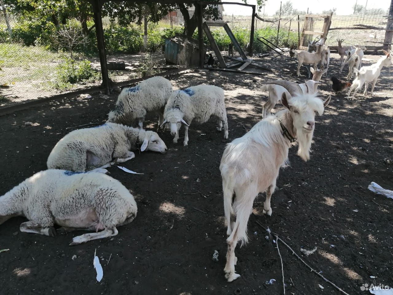 Овцы Козы купить на Зозу.ру - фотография № 4