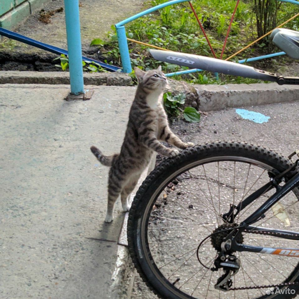 Котенок ждёт хозяиа купить на Зозу.ру - фотография № 1