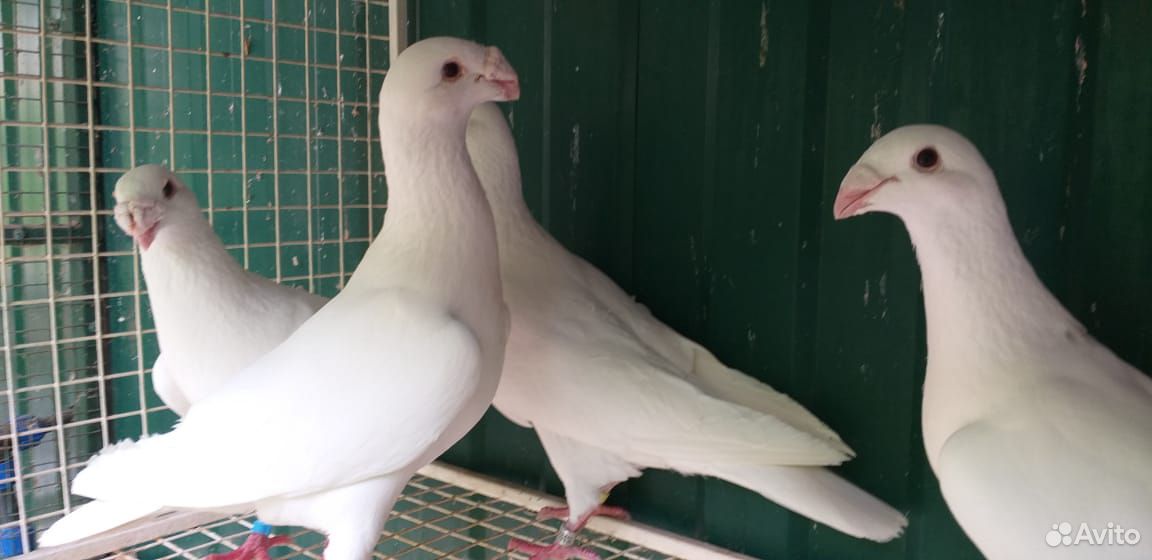 Белые голуби купить на Зозу.ру - фотография № 4