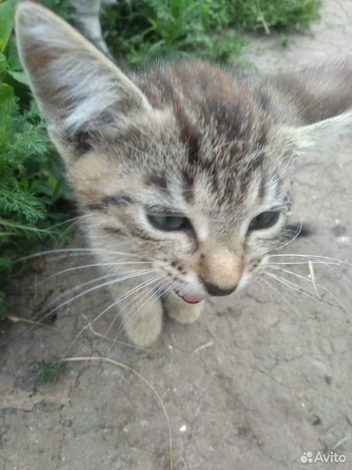 Котята от кошки-крысоловки купить на Зозу.ру - фотография № 3