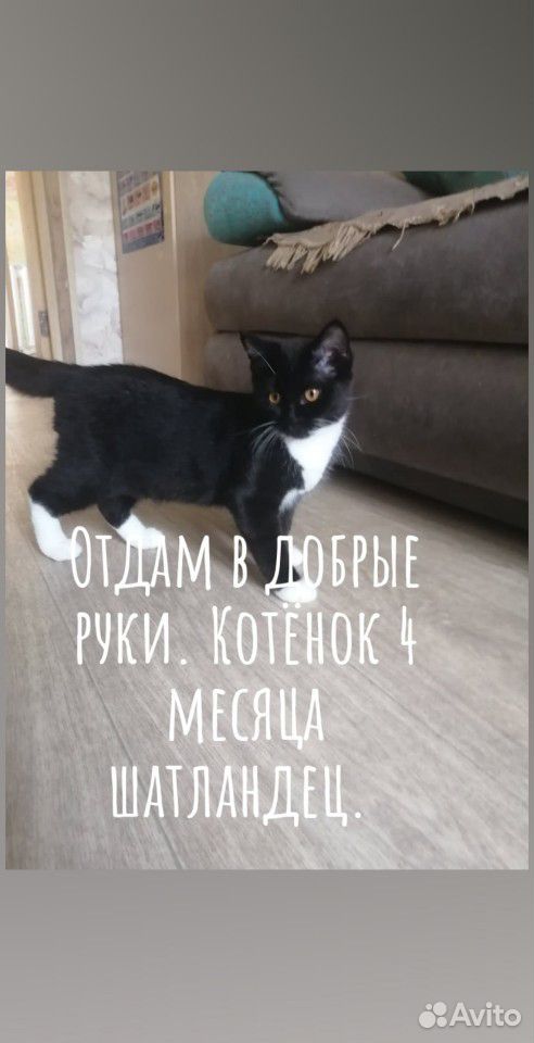 Смесь с шатландец мальчик 4 месяца. ласковый котен купить на Зозу.ру - фотография № 1