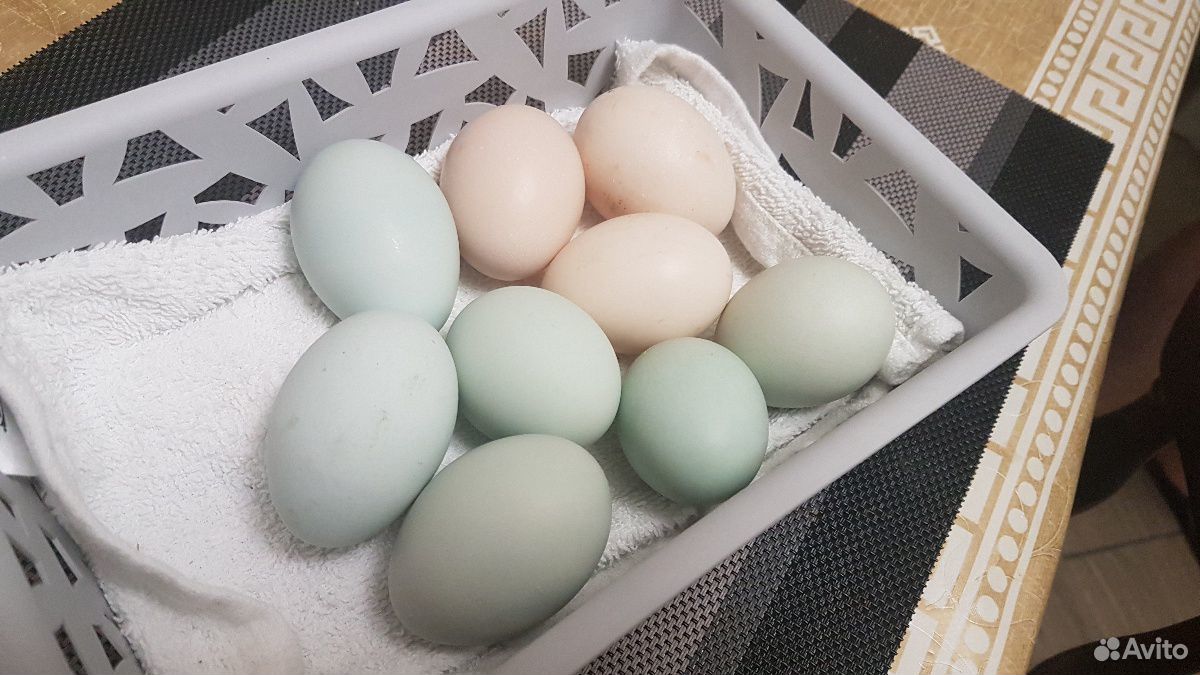 Петухи, цыплята, куры, инкубационные яйца купить на Зозу.ру - фотография № 3