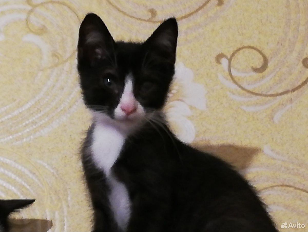 Котёнок Шурик купить на Зозу.ру - фотография № 5