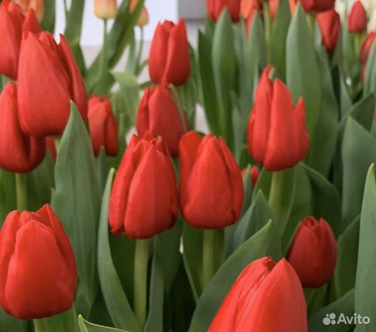 Луковицы тюльпанов на озеленение купить на Зозу.ру - фотография № 9