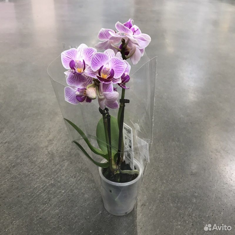 Орхидея фаленопсис мини купить на Зозу.ру - фотография № 2