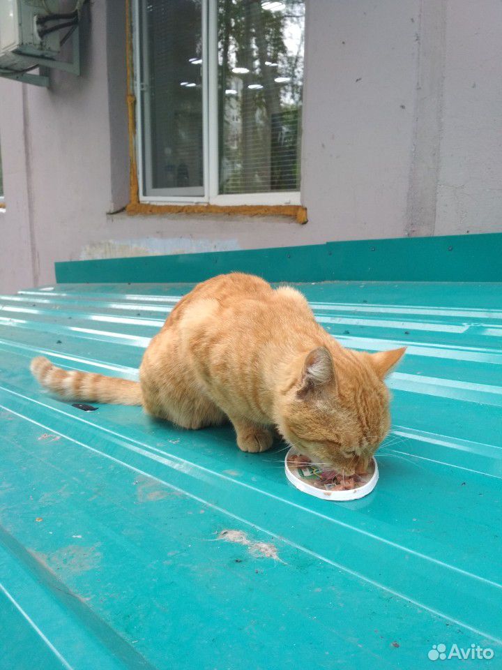 Пристраивается кот купить на Зозу.ру - фотография № 1