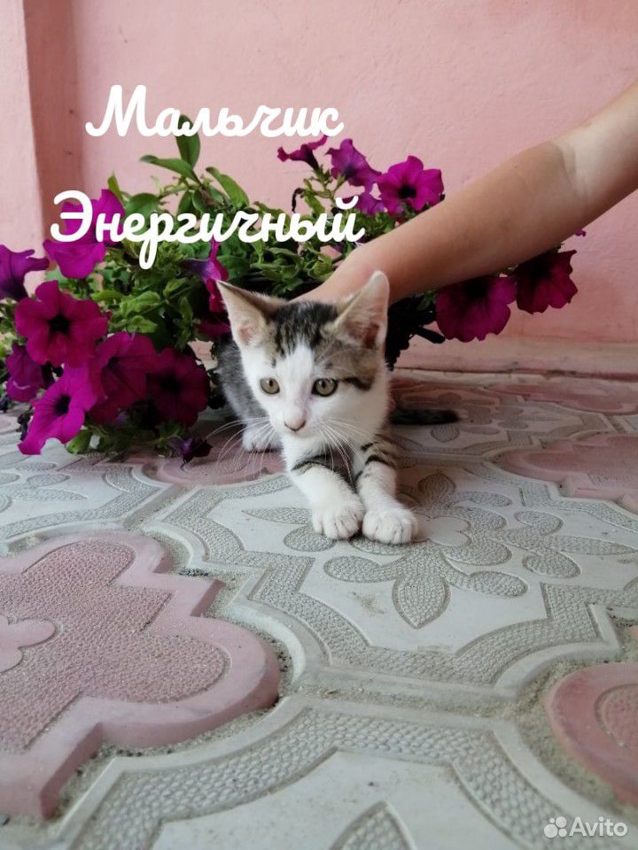 Котята ищут семью купить на Зозу.ру - фотография № 1