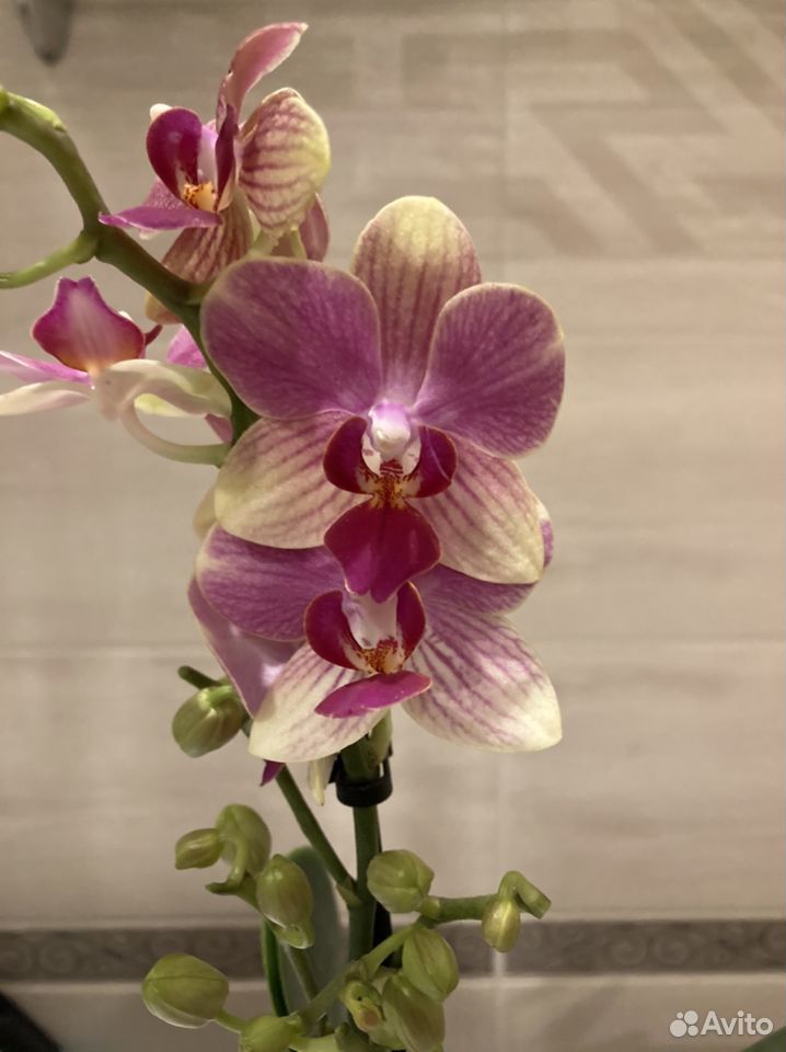 Орхидея (цветёт) фаленопсис Саммер Сонг купить на Зозу.ру - фотография № 1