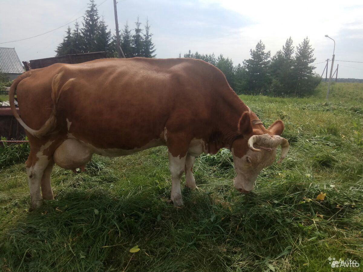 Корова стельная высокоудойная купить на Зозу.ру - фотография № 4