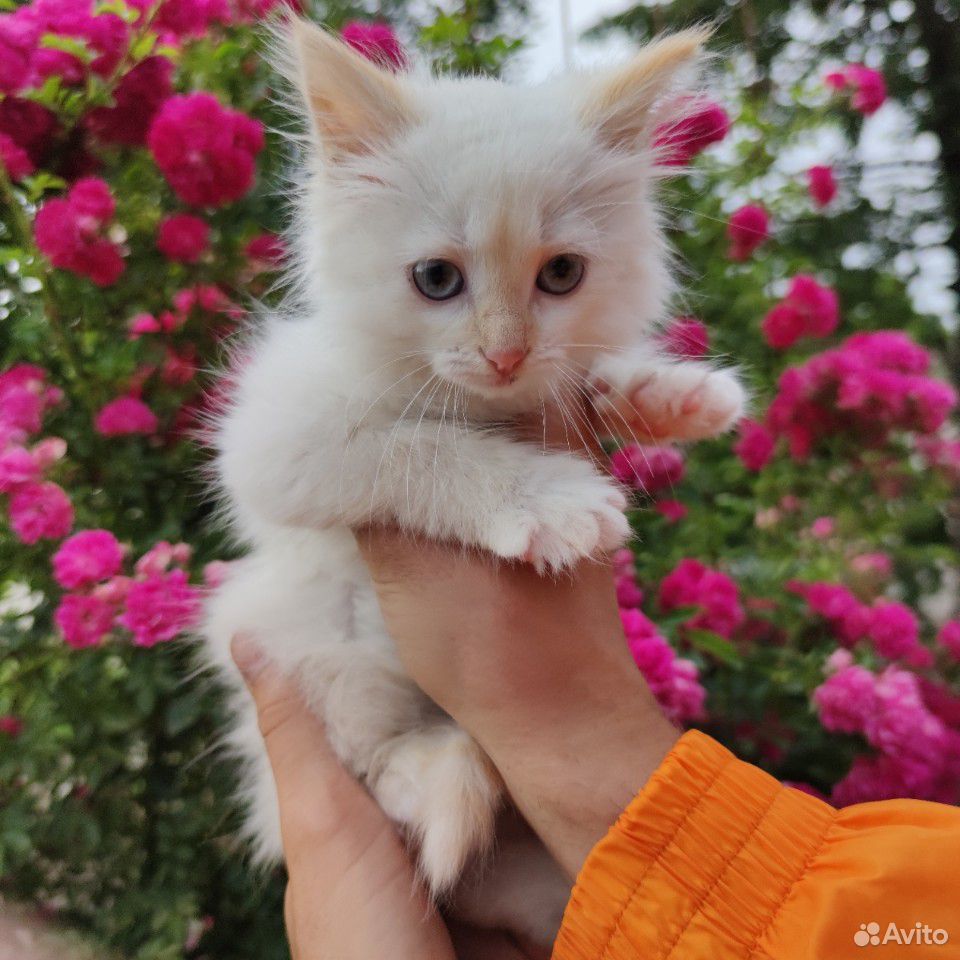 Котенок белый с голубыми глазами купить на Зозу.ру - фотография № 1