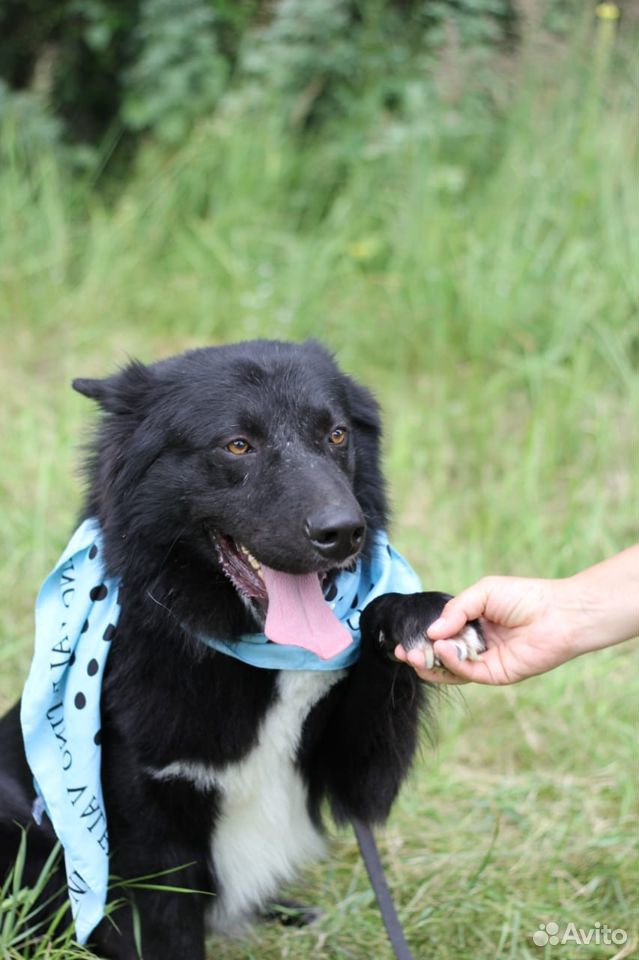 Прекрасный пес Гриша в добрые руки купить на Зозу.ру - фотография № 4