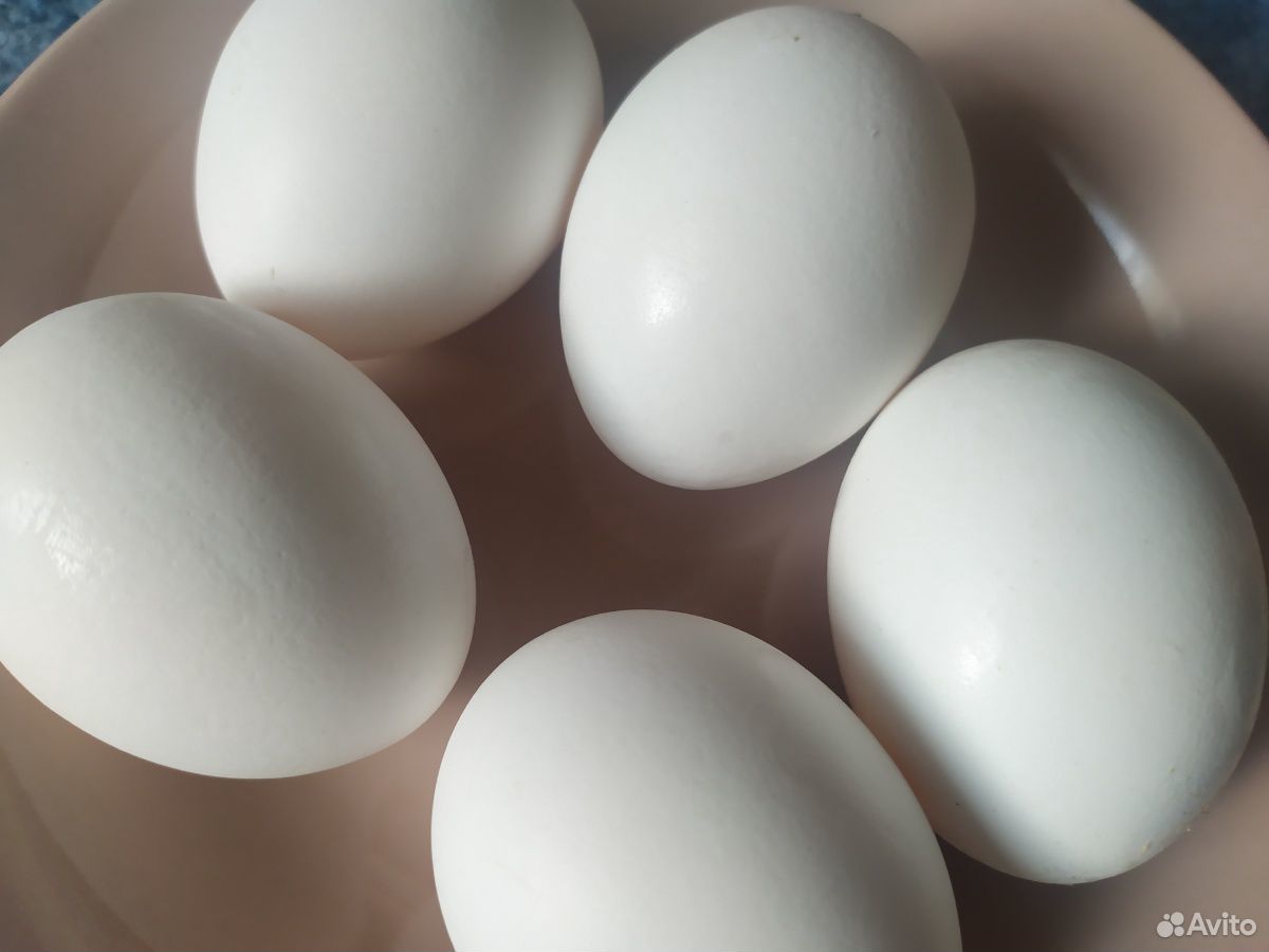 Яйца куриные от своих кур несушек деревенские купить на Зозу.ру - фотография № 1