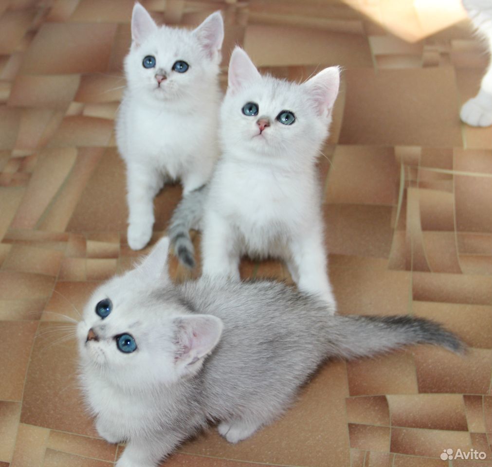 Зеленоглазые британские котята ) купить на Зозу.ру - фотография № 1