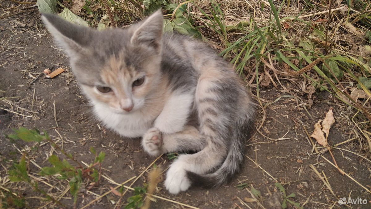 Кошечка ищет себе Дом купить на Зозу.ру - фотография № 1