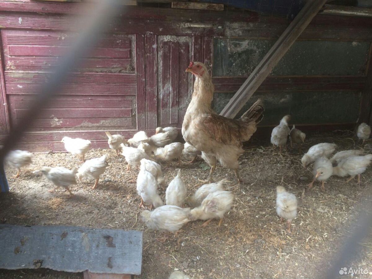 Курица с 50 цыплятами купить на Зозу.ру - фотография № 2