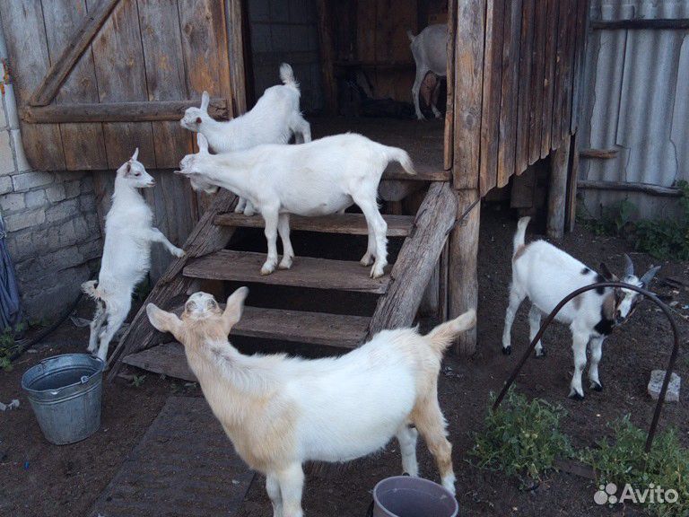 Козлы 6мес, 2мес, двойная коза купить на Зозу.ру - фотография № 8