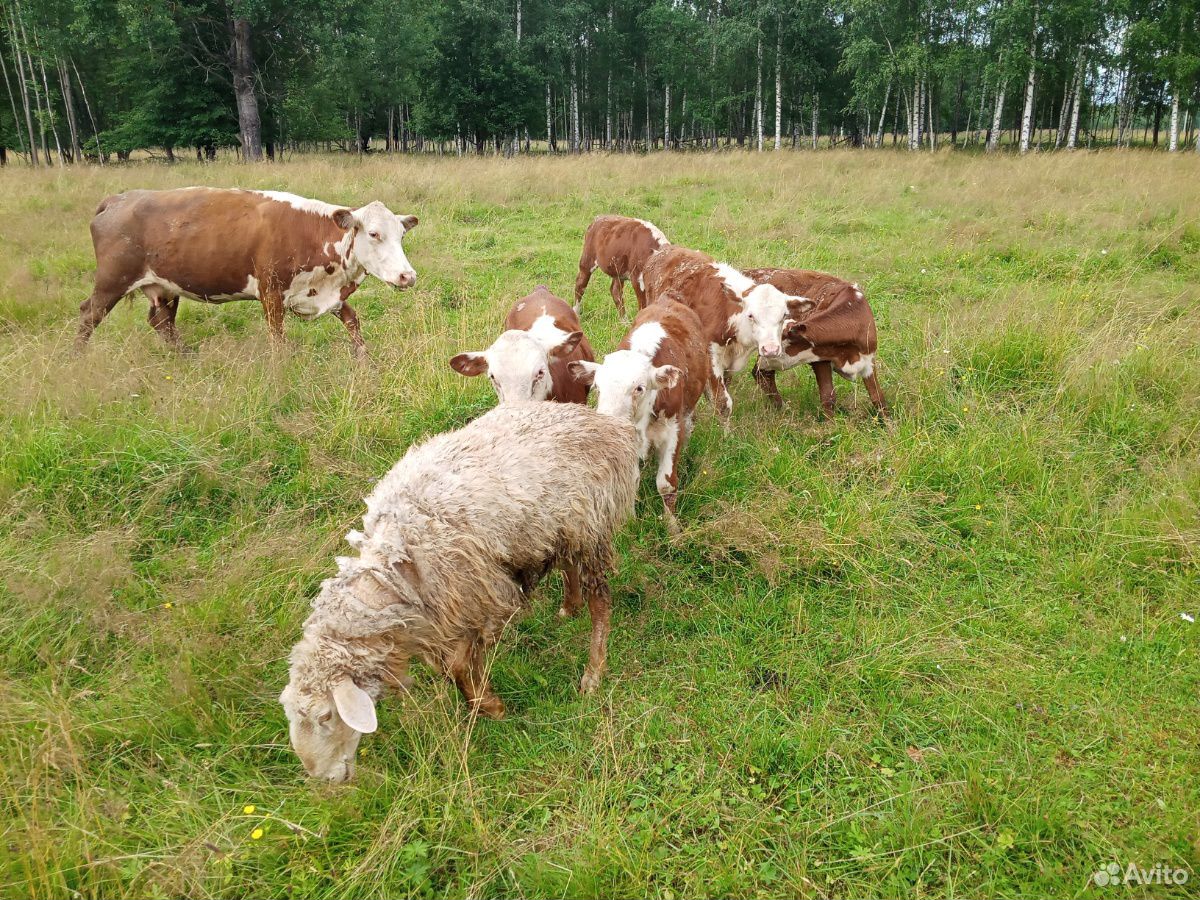 Бык и коровы с телятами на подсосе купить на Зозу.ру - фотография № 7