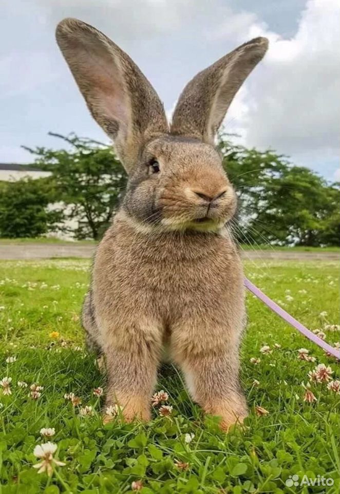 Большой зайчик. Фламандский гигантский кролик. Giant Rabbit. Кролик континентальный гигант. Голландский великан кролик.