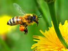 Пчёлы для апитерапии и пчелоужаления зимой объявление продам