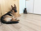 Передержка небольших собак и кошек объявление продам